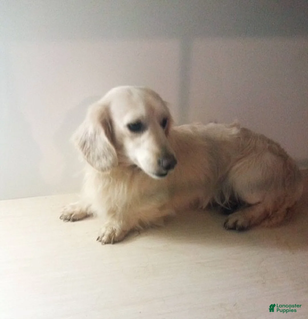 Miniature Dachshund dogs for sale: Paige - Ad 6