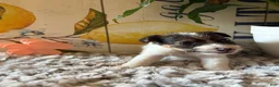 Wire Fox Terrier dogs for sale: Bellwether  - Ad 6