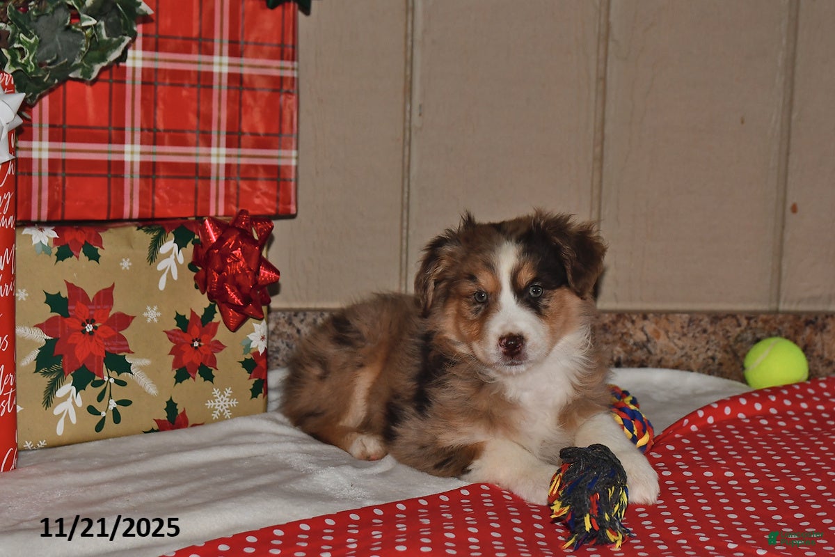 Australian Shepherd dogs Corabelle - Ad 7
