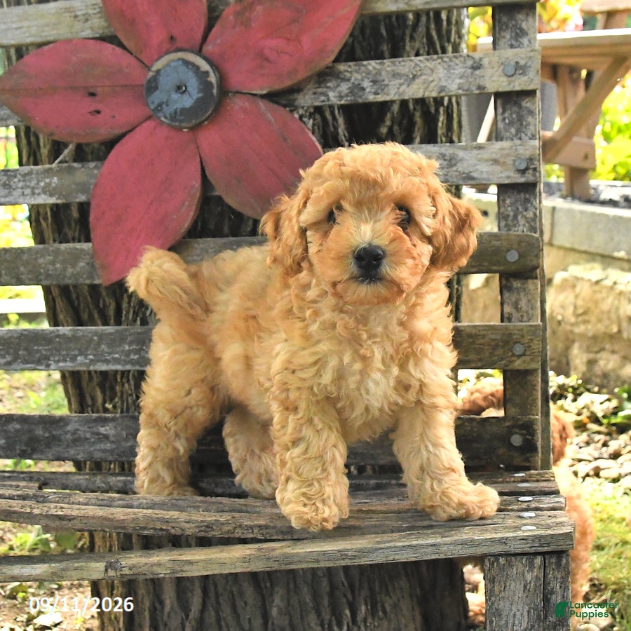 Havapoo dogs Teddy - Ad 1