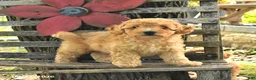 Havapoo dogs for sale: Teddy - Ad 1
