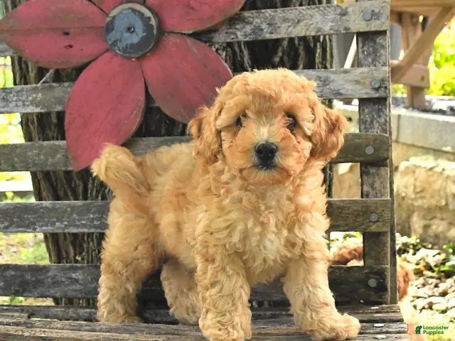 Havapoo dogs Teddy - Ad 1