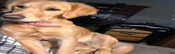 Mixed Breed dogs for sale: Leo - Ad 3