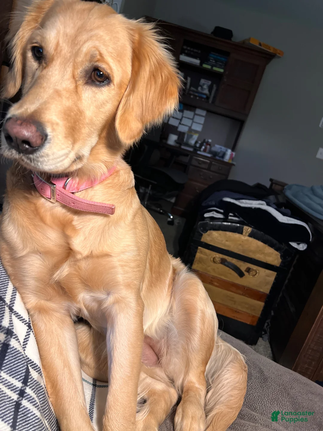 Mixed Breed dogs for sale: Maisy - Ad 2