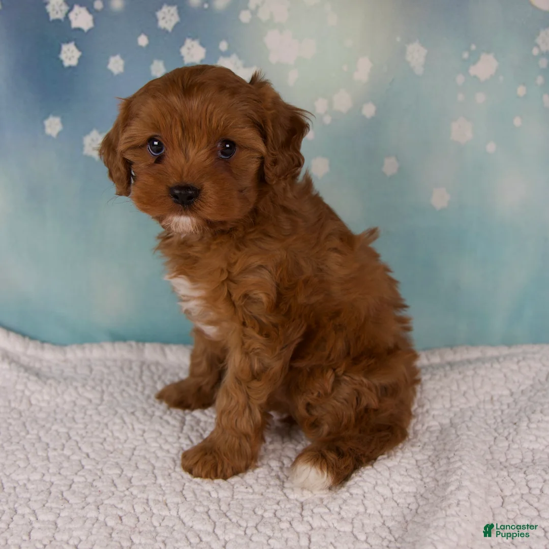 Cavapoo dogs for sale: Eden - Ad 1