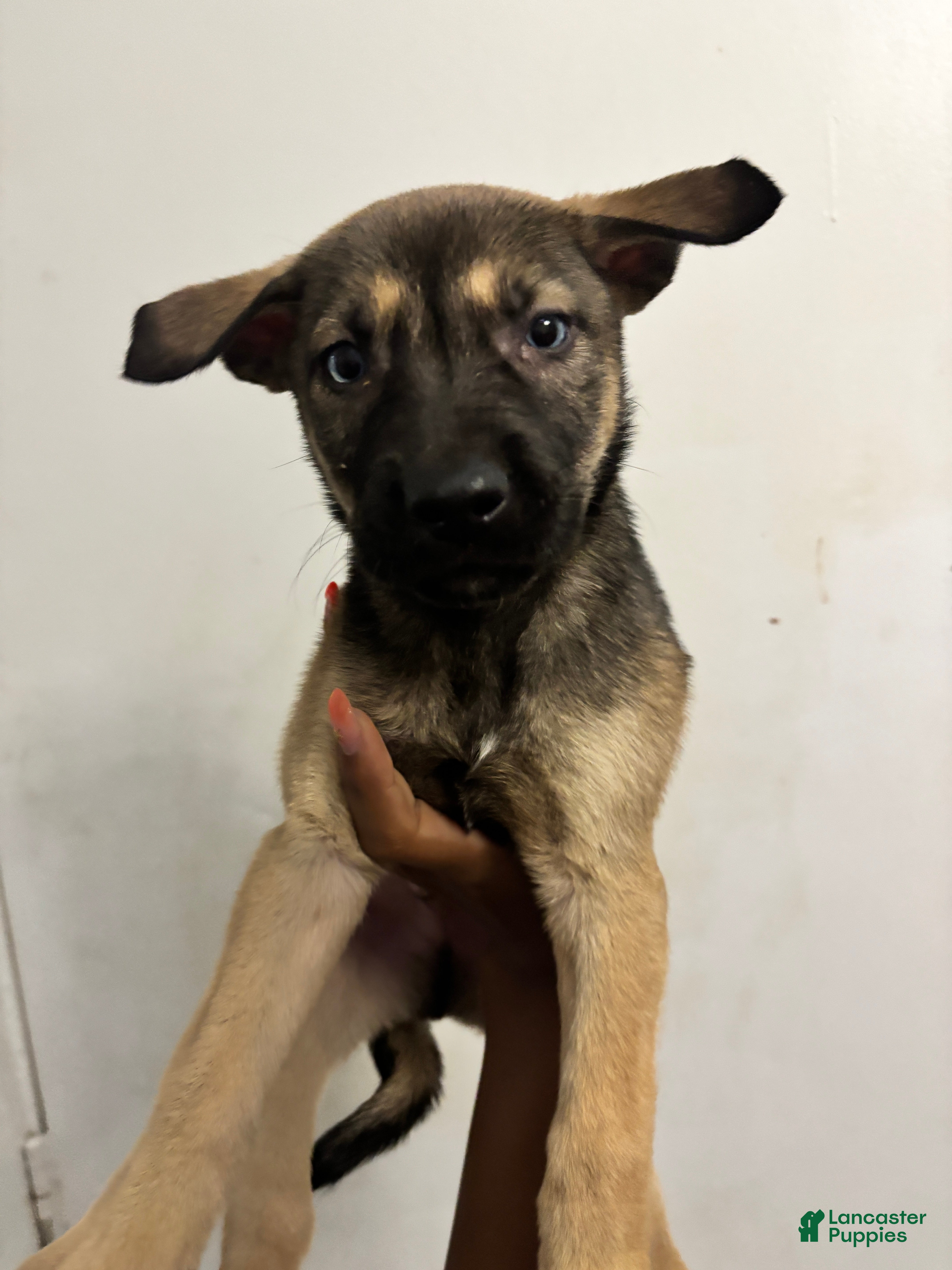 Gerberian Shepsky dogs jr - Ad 34