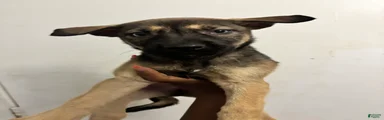 jr