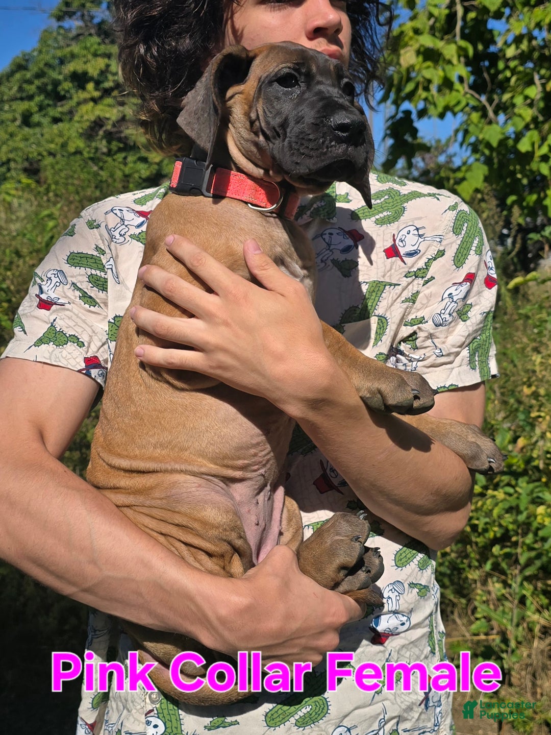 Great Dane dogs for sale: Pink Collar Female - Ad 4