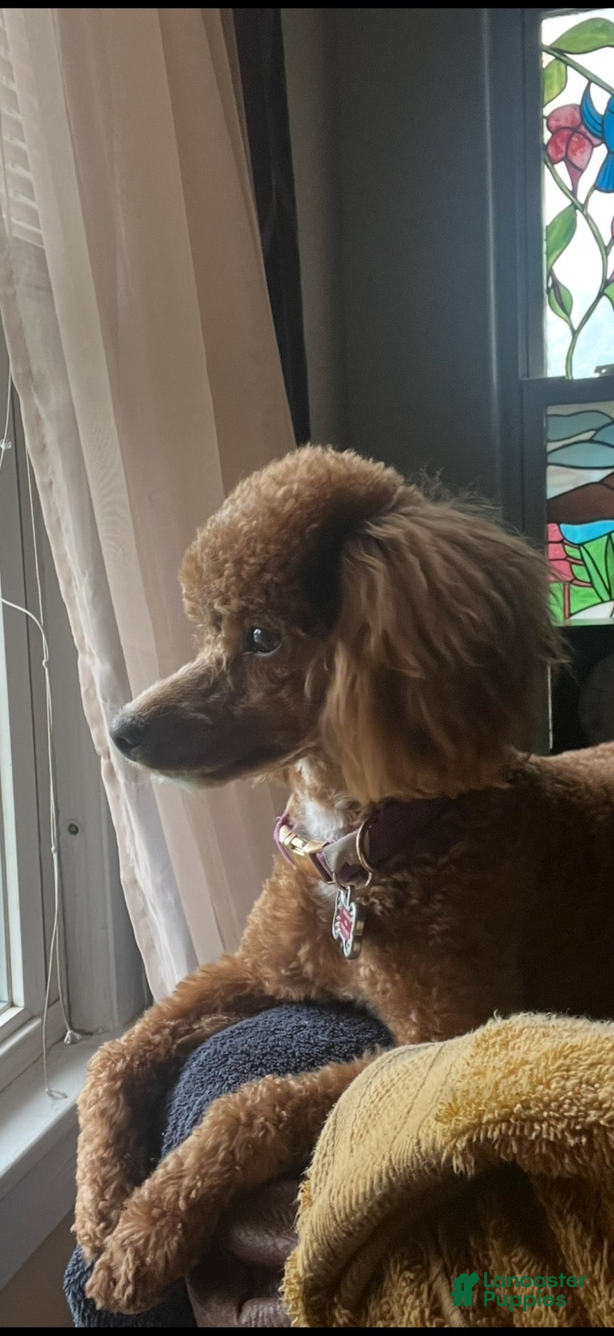 Cockapoo dogs for sale: Ginger  - Ad 1