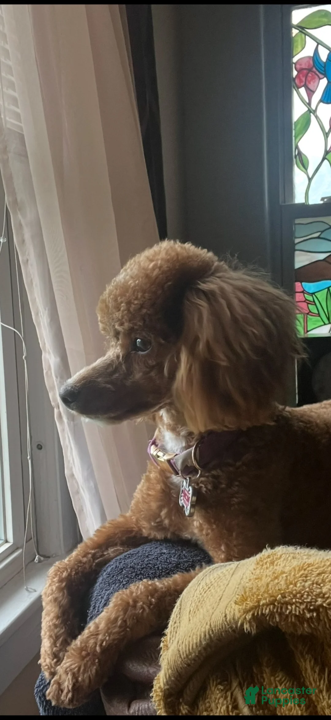 Cockapoo dogs for sale: Ginger  - Ad 1