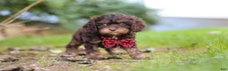 Cavapoo dogs for sale: Captain - Ad 19