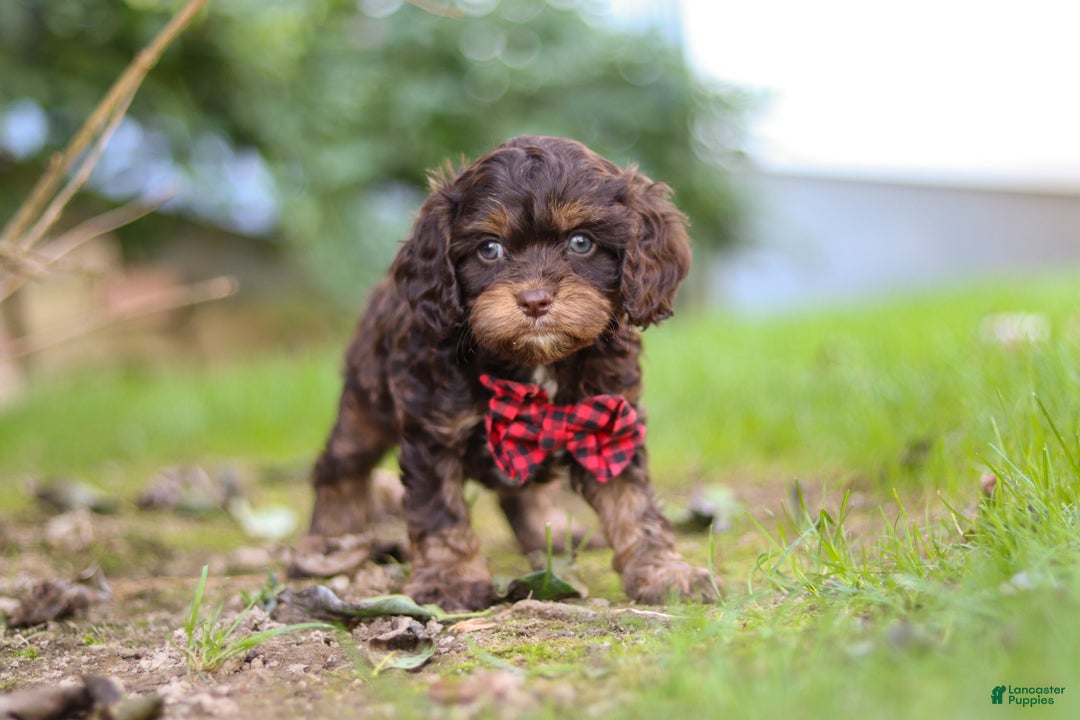 Cavapoo dogs for sale: Captain - Ad 19