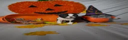 Boston Terrier dogs for sale: Carlos - Ad 7