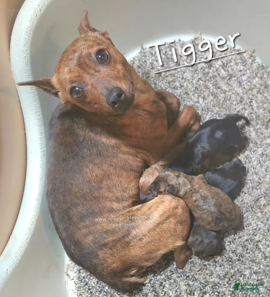Miniature Pinscher dogs for sale: Theo - Ad 18