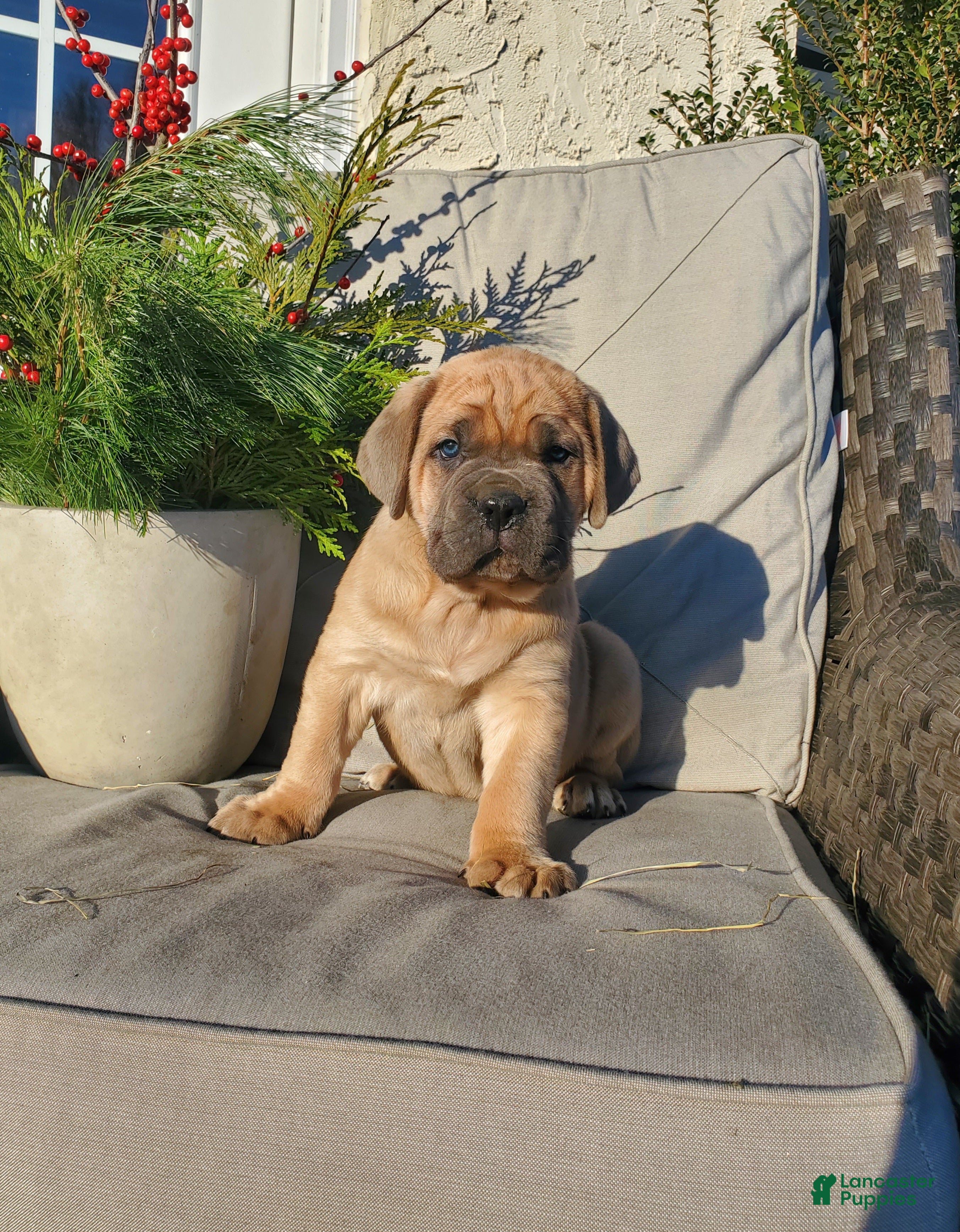 Cane Corso dogs Bruce - Ad 13