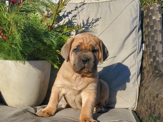 Cane Corso dogs Bruce - Ad 13
