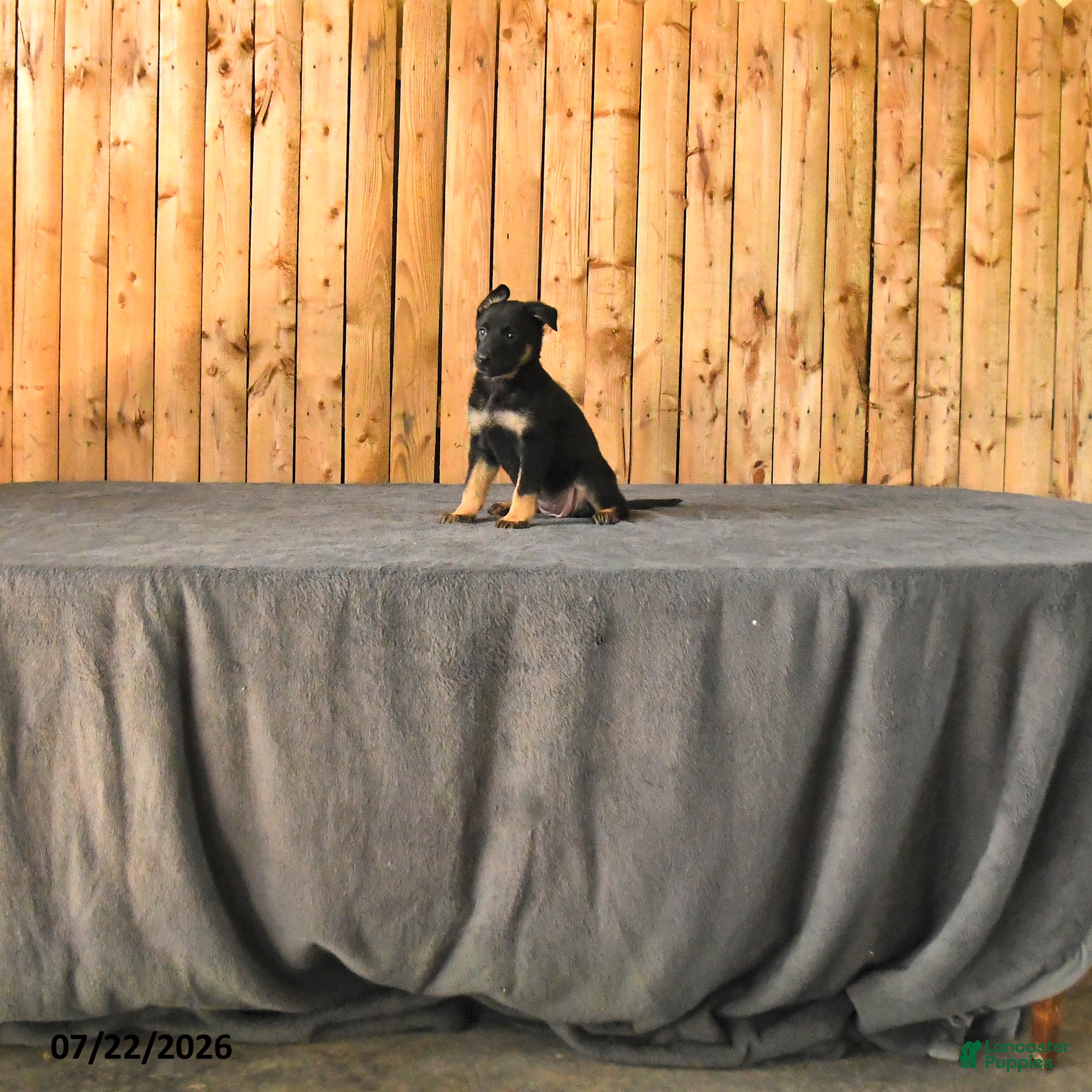 German Shepherd dogs Fable - Ad 1