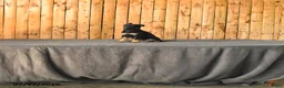 German Shepherd dogs for sale: Fable - Ad 1