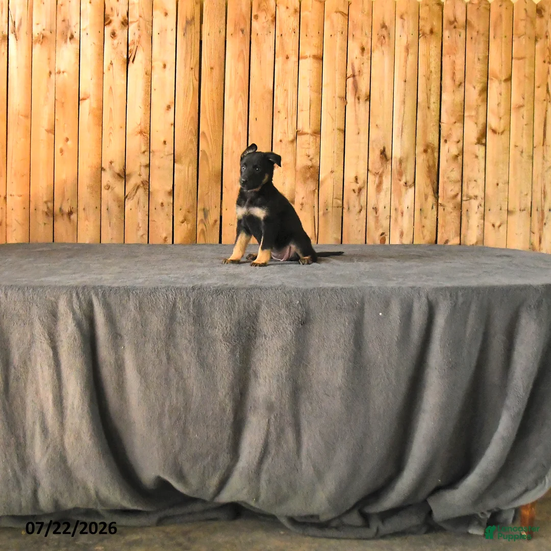 German Shepherd dogs for sale: Fable - Ad 1