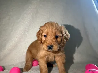 Goldendoodle dogs Lulu - pink - Ad 34