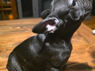 French Bulldog dogs French Bulldog Puppy 1 - Ad 36