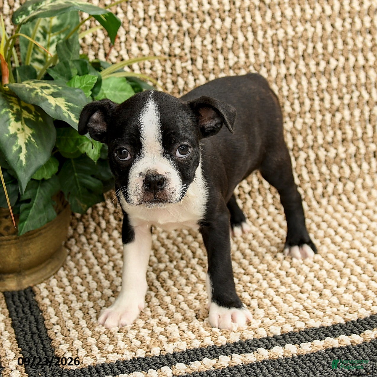 Boston Terrier dogs for sale: Barrett - Ad 1