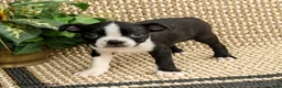 Boston Terrier dogs for sale: Barrett - Ad 1