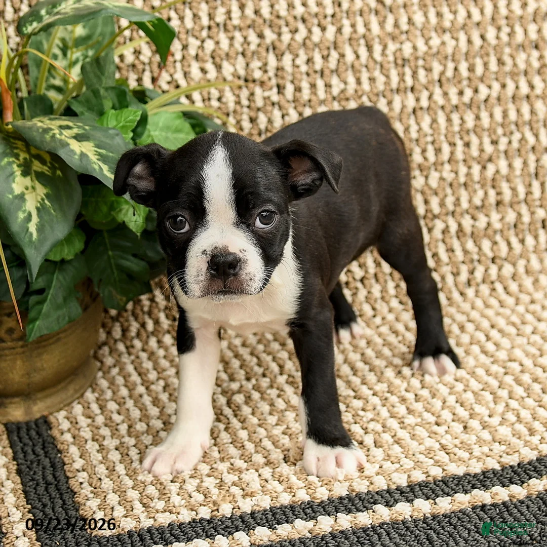 Boston Terrier dogs for sale: Barrett - Ad 1