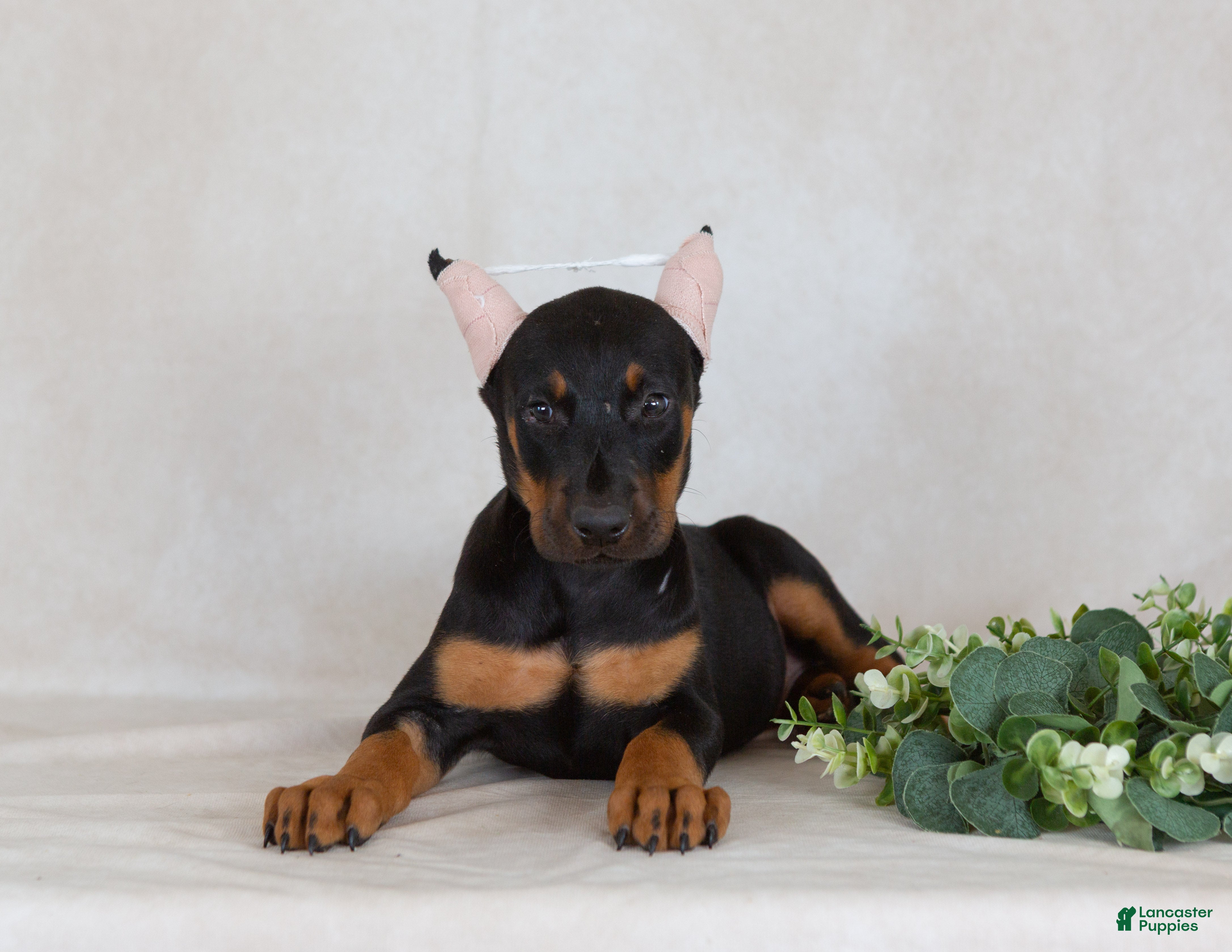 Doberman Pinscher dogs Sasha - Ad 1