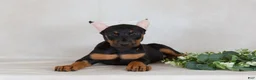 Doberman Pinscher dogs for sale: Sasha - Ad 3