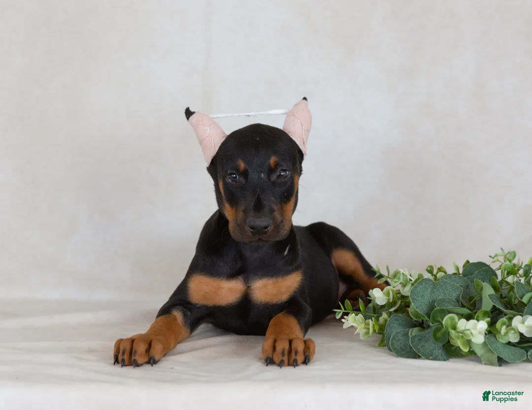 Doberman Pinscher dogs for sale: Sasha - Ad 1
