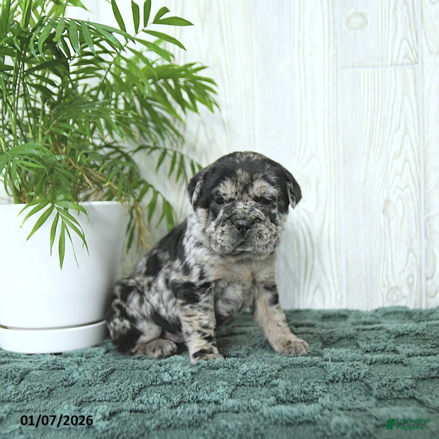 Mini Hippo dogs Gemma - Ad 31