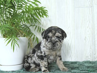 Mini Hippo dogs Gemma - Ad 31