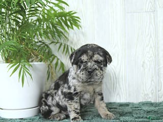 Mini Hippo dogs Gemma - Ad 1