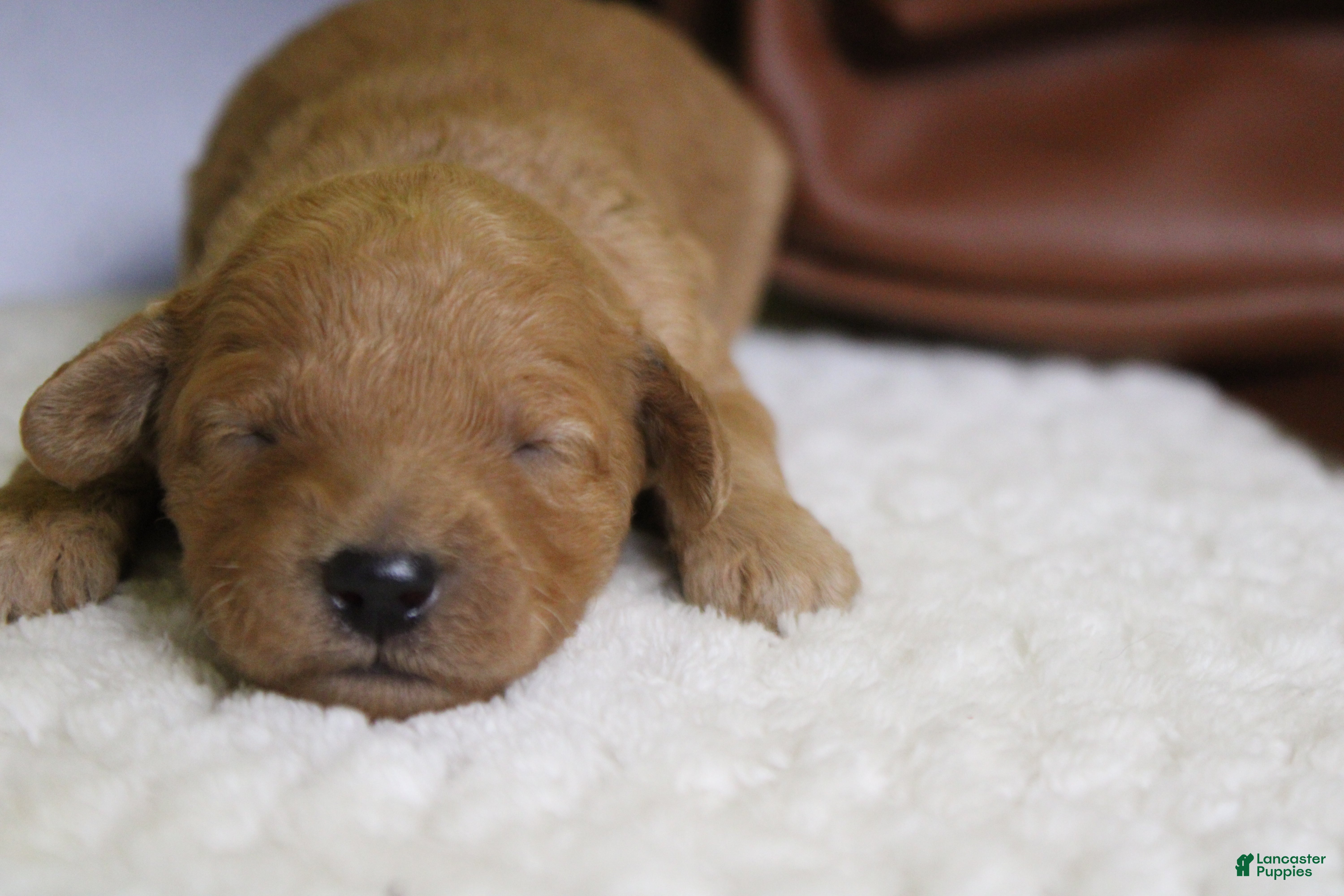 Goldendoodle dogs Ravioli - Ad 16