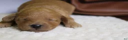 Goldendoodle dogs for sale: Ravioli - Ad 1