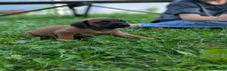 Other breed dogs for sale: Bavarian Mountain Hound - Ad 2