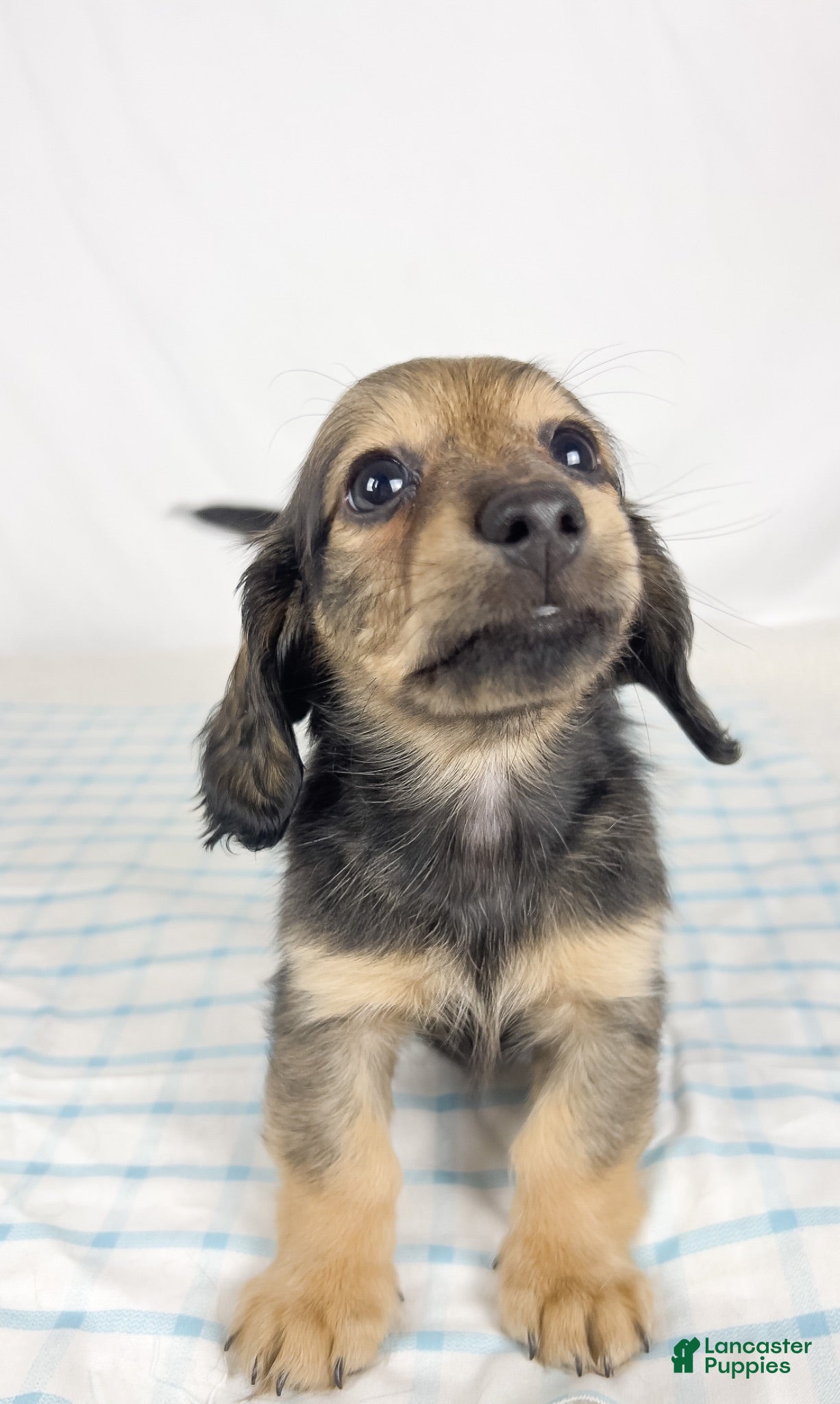 Miniature Dachshund dogs Sundae - Ad 27