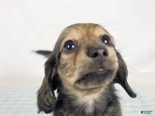 Miniature Dachshund dogs Sundae - Ad 27