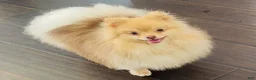 Pomeranian dogs for sale: Pomeranian 1 - Ad 6