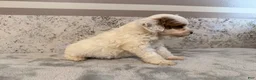 Mini Goldendoodle dogs for sale: Dixie - Ad 4