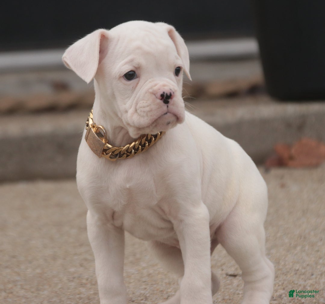 Boxer dogs for sale: Ezra - Ad 6