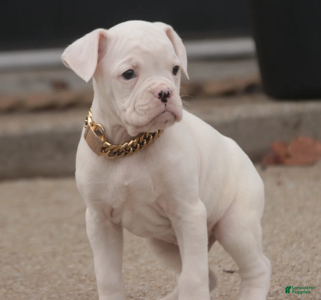 Boxer dogs for sale: Ezra - Ad 6