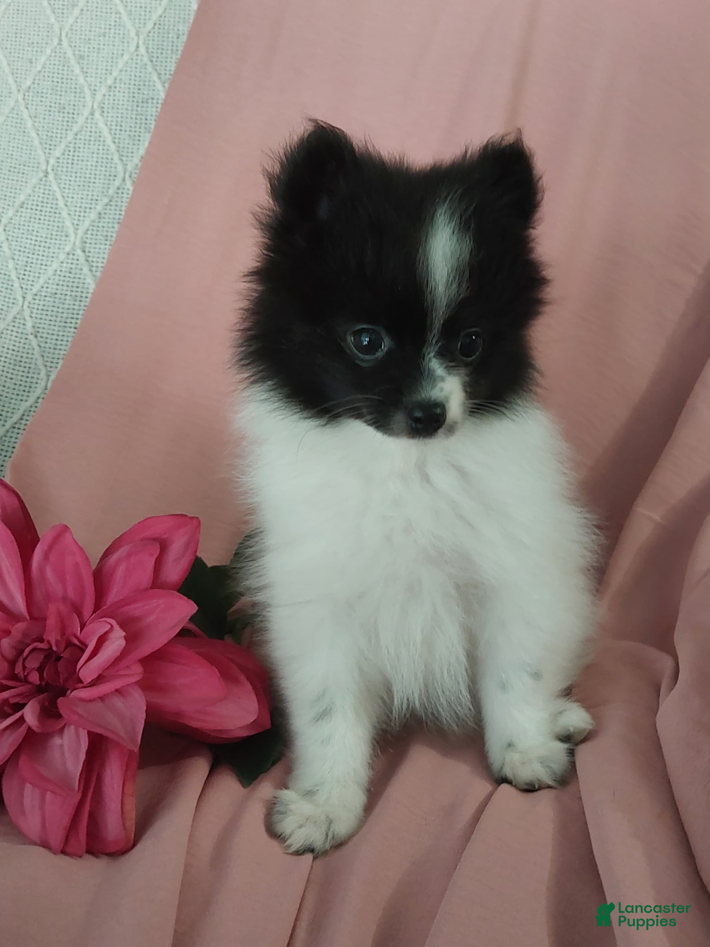 Pomeranian dogs Lucy - Ad 4
