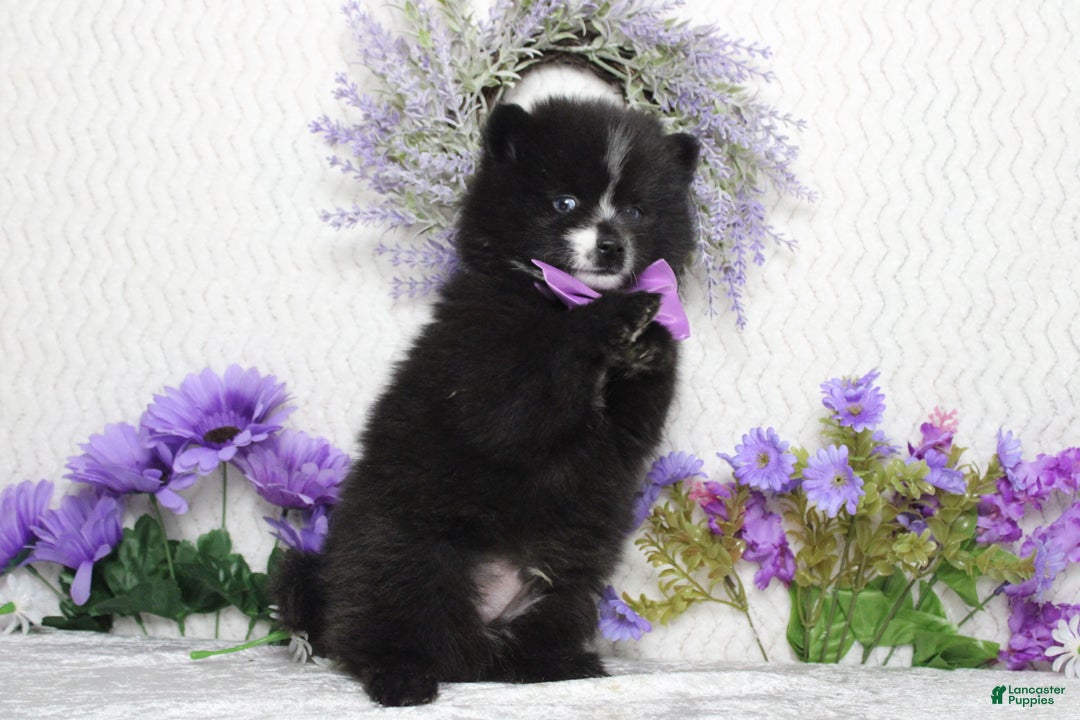 Pomsky dogs for sale: Luey  - Ad 11
