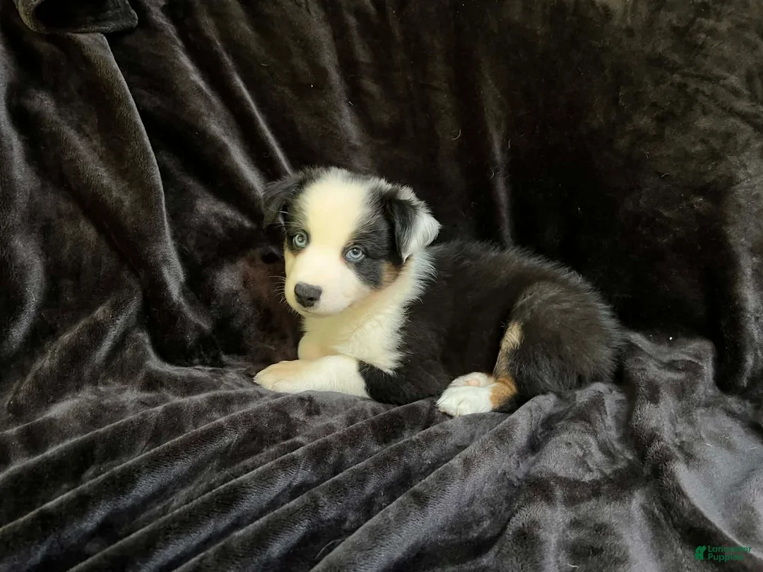 Australian Shepherd dogs for sale: Australian Shepherd 1 - Ad 1