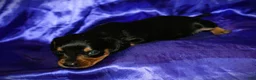 Dachshund dogs for sale: Calypso - Ad 5