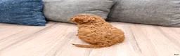 Cavapoo dogs for sale: Ace - Ad 5