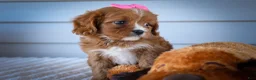 Cavapoo dogs for sale: Katie 🎀 - Ad 15