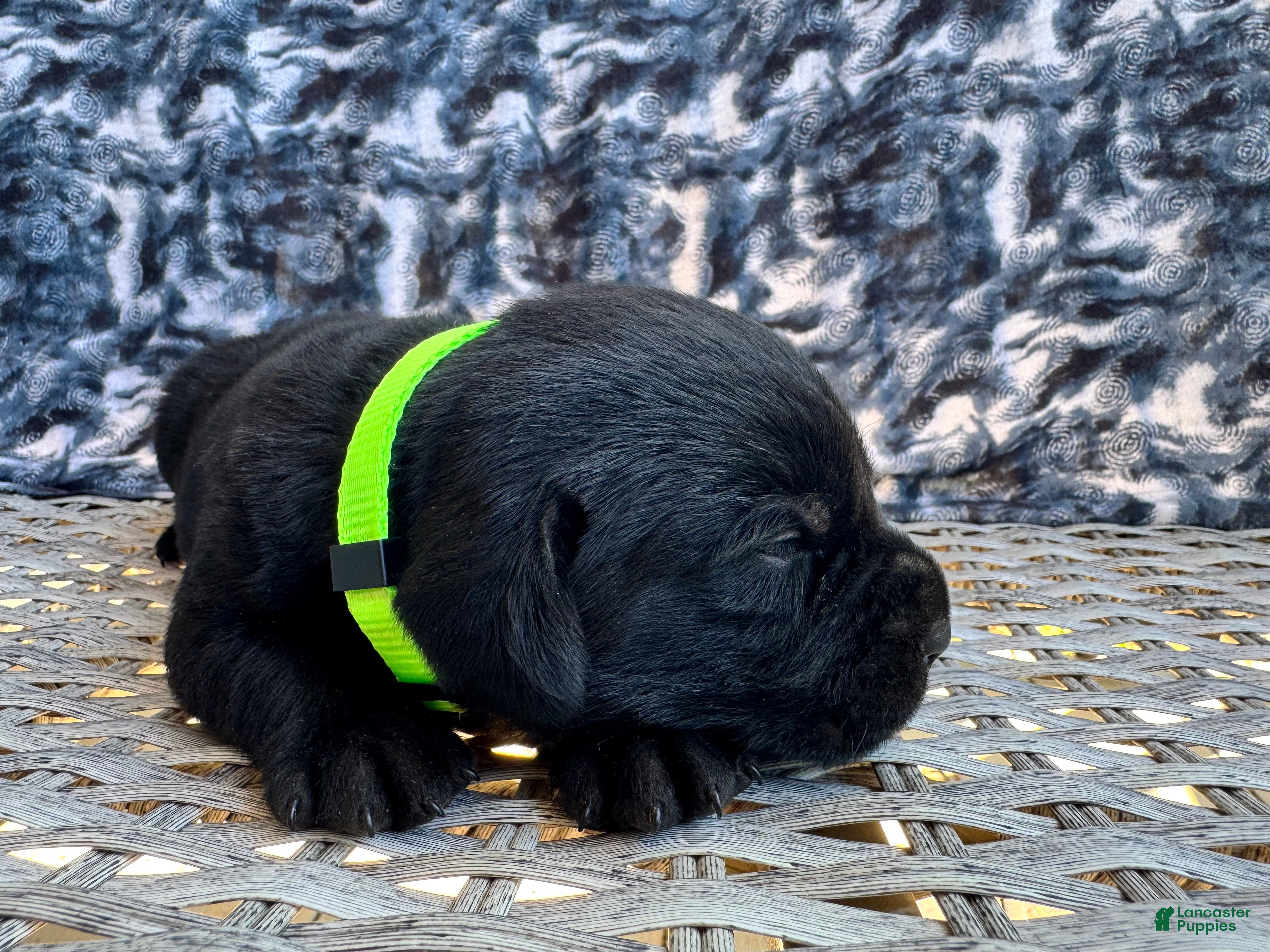 Labrador Retriever dogs Mousse 💛 - Ad 27